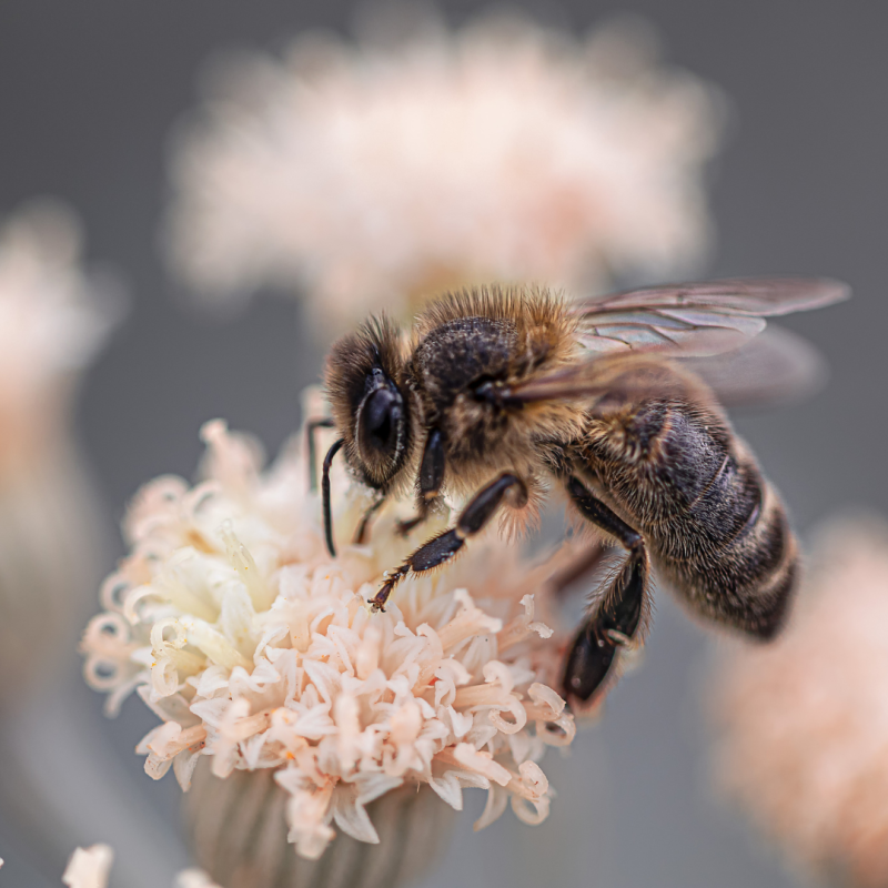 Moč čebeljega strupa (bee venom) in kako deluje proti staranju?